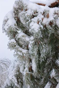 Green spruce branches on a winter day, covered with ice and snow. Transparent ice and needles in the form of huge balls