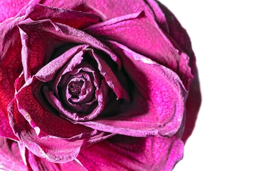 dried red rose Bud as background close up. High quality photo