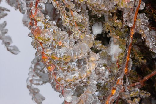 Green spruce branches on a winter day, covered with ice and snow. Transparent ice and needles in the form of huge balls