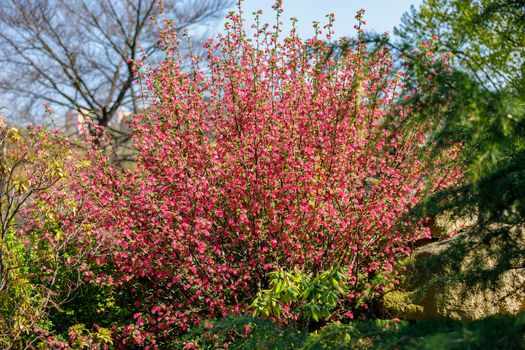 Blooming trees in spring with red flowers. Nice view filling the background.