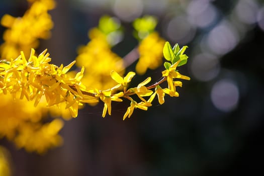Blooming trees in spring with yellow flowers. Nice view filling the background.