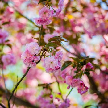 Sakura blooms in spring. Amazing view. Close-up