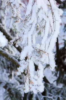Green spruce branches on a sunny winter day, covered with snow and snowflakes.