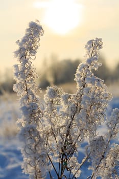Spikelets and branches covered with frost and fluffy snowflakes in a meadow, on a sunny day at sunset. Close-up. Season of the year, winter time