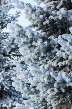 Green spruce branches on a sunny winter day, covered with snow and snowflakes.