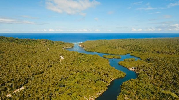 Aerial view of mangrove forest and river on the Siargao island. Mangrove jungles, trees, river. Mangrove landscape. Philippines.