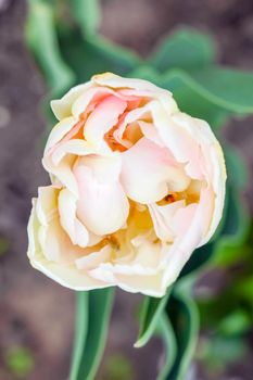 Bud of a Tulip on a beautiful background of macro. High quality photo