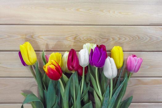 mix multi-colored tulips on a wooden background with a place for the inscription . High quality photo