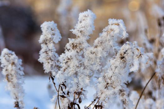 Spikelets and branches covered with frost and fluffy snowflakes in a meadow, on a sunny day at sunset. Close-up. Season of the year, winter time