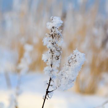 Spikelets and branches covered with frost and fluffy snowflakes in a meadow, on a sunny day at sunset. Close-up. Season of the year, winter time