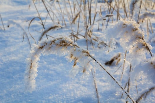 Spikelets and branches covered with frost and fluffy snowflakes in a meadow, on a sunny day at sunset. Close-up. Season of the year, winter time