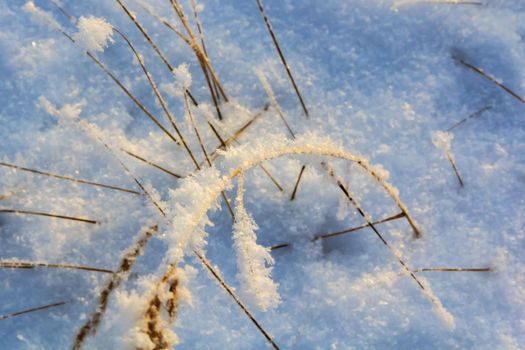 Spikelets and branches covered with frost and fluffy snowflakes in a meadow, on a sunny day at sunset. Close-up. Season of the year, winter time