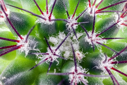 cactus on a beautiful background close up macro