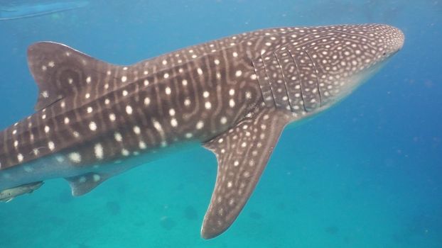 Whale Shark swimming in the clear blue water. Rhincodon typus. Whale shark underwater. Philippines, Oslob.. Wonderful and beautiful underwater world.