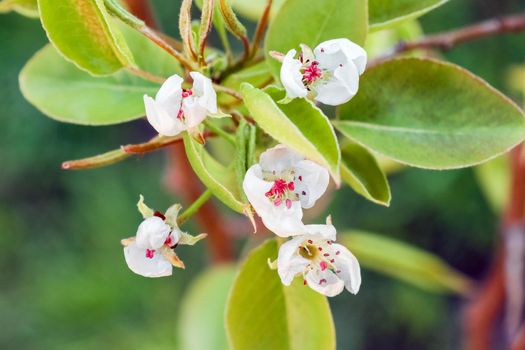 blooming tree branches for the entire frame. High quality photo