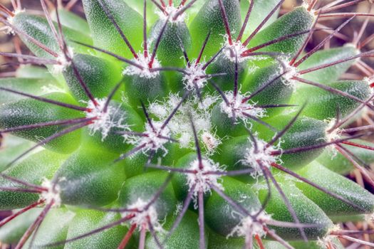 cactus close up on the entire frame as a background. High quality photo