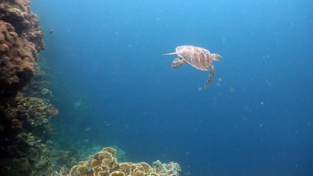 Sea turtle swimming underwater in the sea. Turtle moves its flippers in the ocean under water in the rays of the sun. Wonderful and beautiful underwater world. Diving and snorkeling the tropical sea. Philippines.