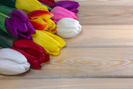 mix multi-colored tulips on a wooden background