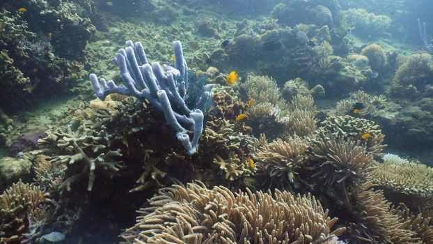 Fish and coral reef. Tropical fish on a coral reef. Wonderful and beautiful underwater world with corals and tropical fish. Hard and soft corals. Diving and snorkeling in the tropical sea. Travel concept.