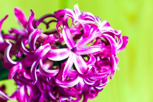 hyacinth flower on an isolated background macro. High quality photo