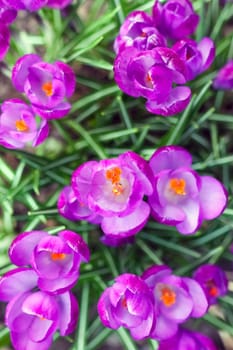 purple crocuses on a beautiful background macro . High quality photo