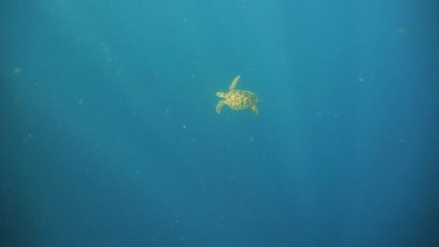 Sea turtle swimming underwater in the sea. Turtle moves its flippers in the ocean under water in the rays of the sun. Wonderful and beautiful underwater world. Diving and snorkeling the tropical sea. Philippines.