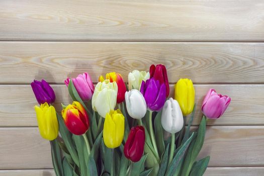 mix multi-colored tulips on a wooden background with a place for the inscription . High quality photo