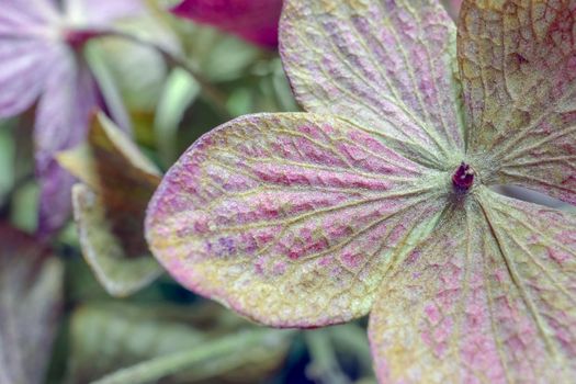 dried hydrangea flower as background close up macro . High quality photo