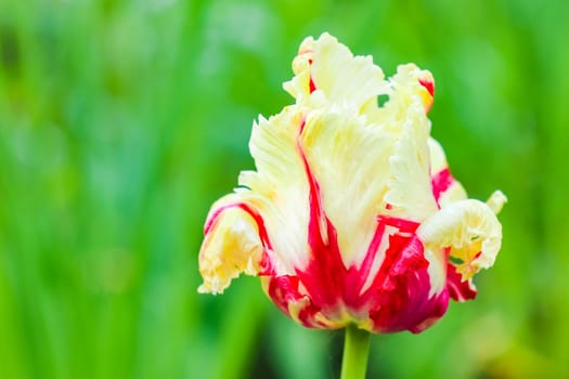 Bud of a Tulip on a beautiful background of macro. High quality photo