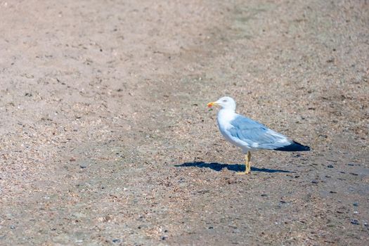 A lone white gull on the coastal sand. High quality photo