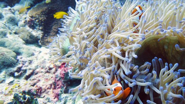 Sea anemone and clown fish on the coral reef, tropical fishes. Underwater world diving and snorkeling on coral reef. Hard and soft corals underwater landscape