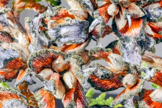 TUI branches on a beautiful background close up macro