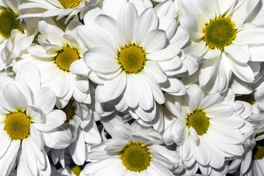 bouquet of chrysanthemums on a black background. High quality photo