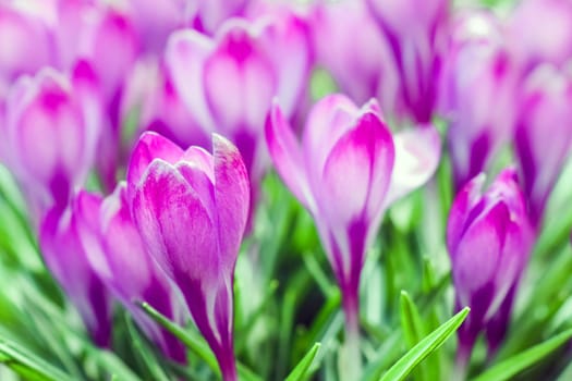 purple crocuses on a beautiful background macro . High quality photo