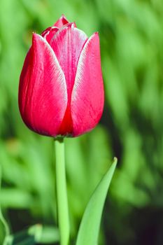 Bud of a Tulip on a beautiful background of macro. High quality photo