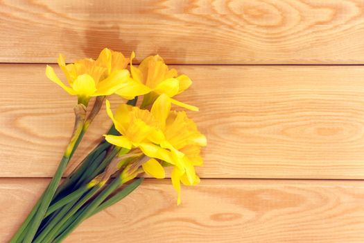 yellow daffodil on a plain background isolate. High quality photo