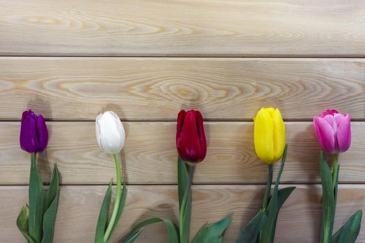 mix multi-colored tulips on a wooden background with a place for the inscription . High quality photo