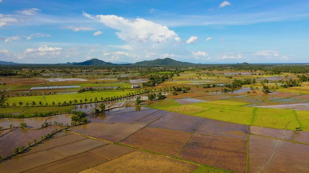 Landscape on Leyte Island, Philippines. Rice fields, top view. Agriculture in a tropical climate. Tropical landscape with fertile soil. Agriculture concept.