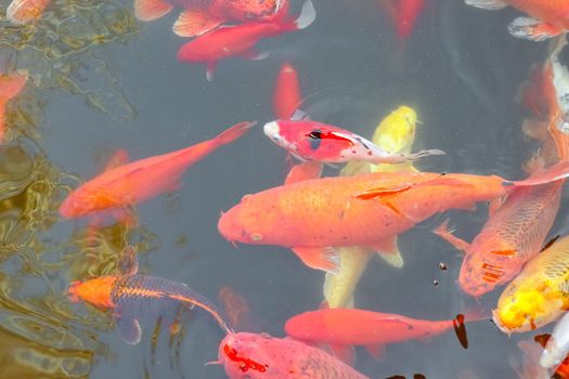 carp Chinese koi colorful fish swim in the water top view of the entire frame . High quality photo