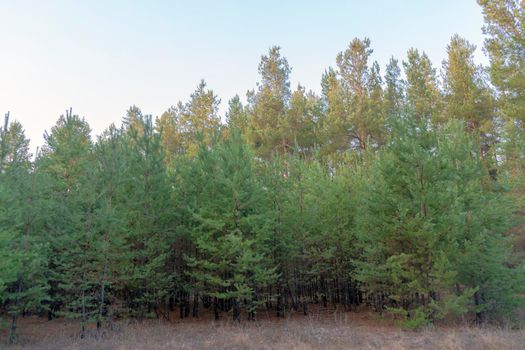 autumn forest landscape with blue sky background. High quality photo