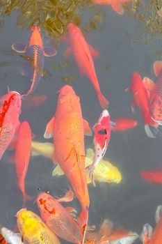 carp Chinese koi colorful fish swim in the water top view of the entire frame . High quality photo