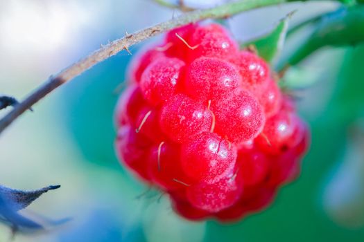 red berry raspberry macro as a beautiful background