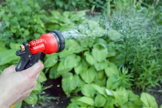 watering can in hand close-up. watering plants. High quality photo