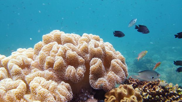 Reef Coral Scene. Tropical underwater sea fish. Hard and soft corals, underwater landscape. Leyte, Philippines.