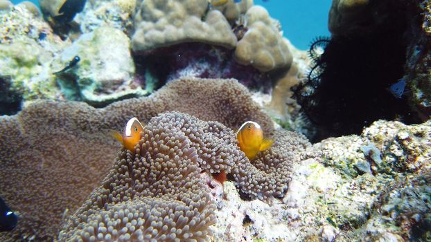 Sea anemone and clown fish on the coral reef, tropical fishes. Underwater world diving and snorkeling on coral reef. Hard and soft corals underwater landscape