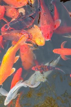 carp Chinese koi colorful fish swim in the water top view of the entire frame . High quality photo