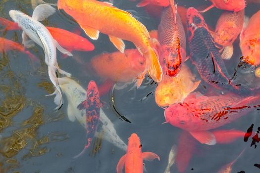 carp Chinese koi colorful fish swim in the water top view of the entire frame . High quality photo