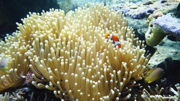 Clown fish and sea anemone, natural symbiosis. Coral reef with fishes. Tropical underwater sea fishes.