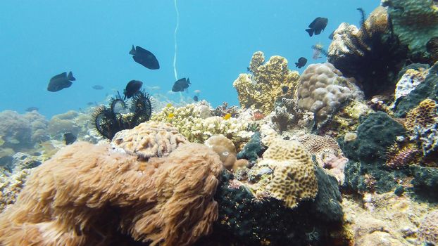 Tropical Fish Corals Marine Reef. Underwater Sea Tropical Life. Tropical underwater sea fishes. Underwater fish reef marine. Tropical colorful underwater seascape. Leyte, Philippines.