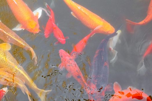 carp Chinese koi colorful fish swim in the water top view of the entire frame . High quality photo